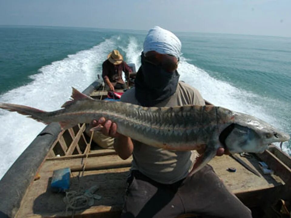 Осетрина Каспийское море. Рыбалка Каспийское море Астрахань браконьеры. Какая рыба водится в каспийском