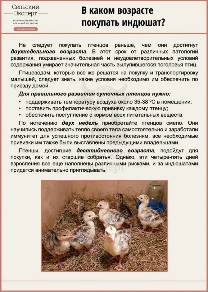 Как определить индюков. Как отличить индюка от индюшки в 5 месяцев. как отличить индюка от индюшки в 2 недели. определить пол индюшат. как отличить индюков от индюков.