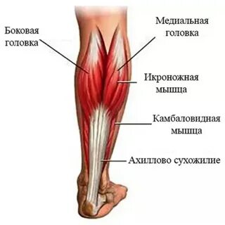 Камбаловидная мышца латынь