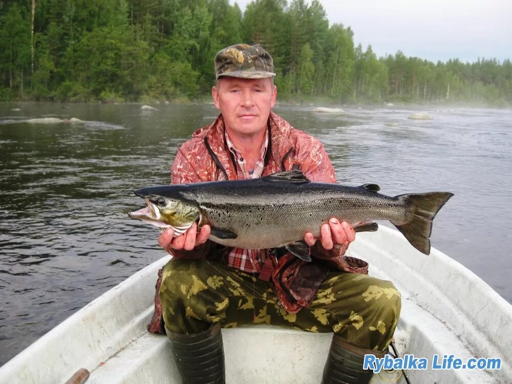 ручьевая форель в ленинградской области. озеро сегозеро рыбалка. ловим форель в карелии. ручьевая форель карелия. ловим форель в карелии.