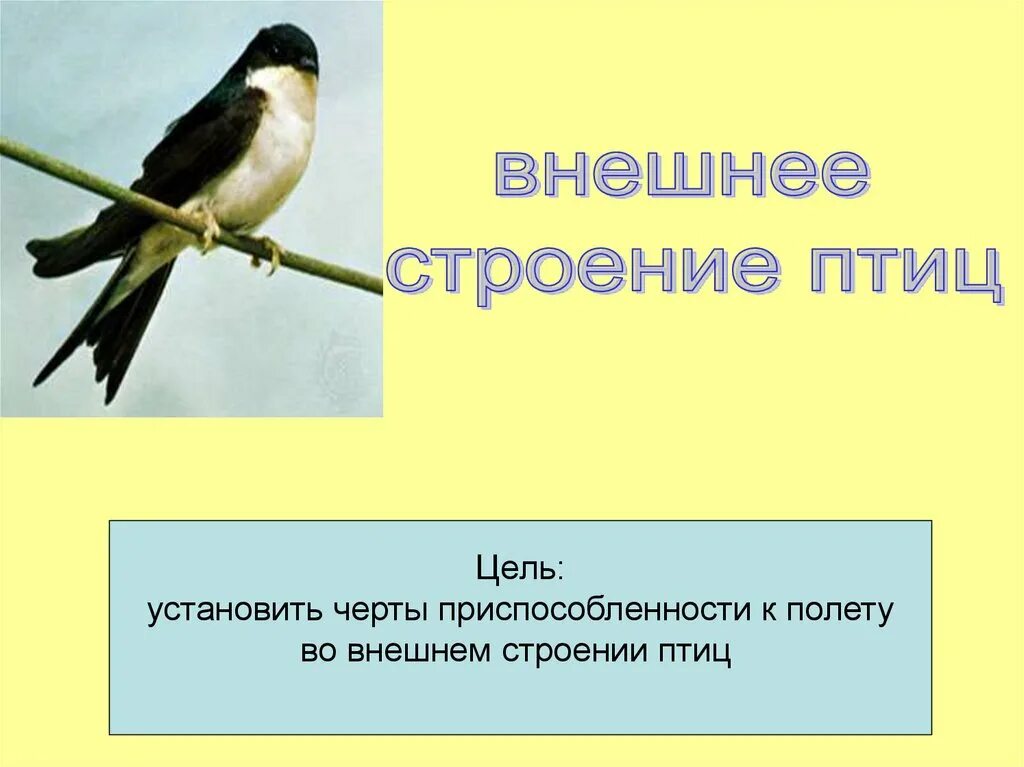 Строение птицы. Внешнее строение птиц. Внутреннее строение птиц. Черты приспособленности ласточки. Особенности строения птиц черты приспособленности к полету