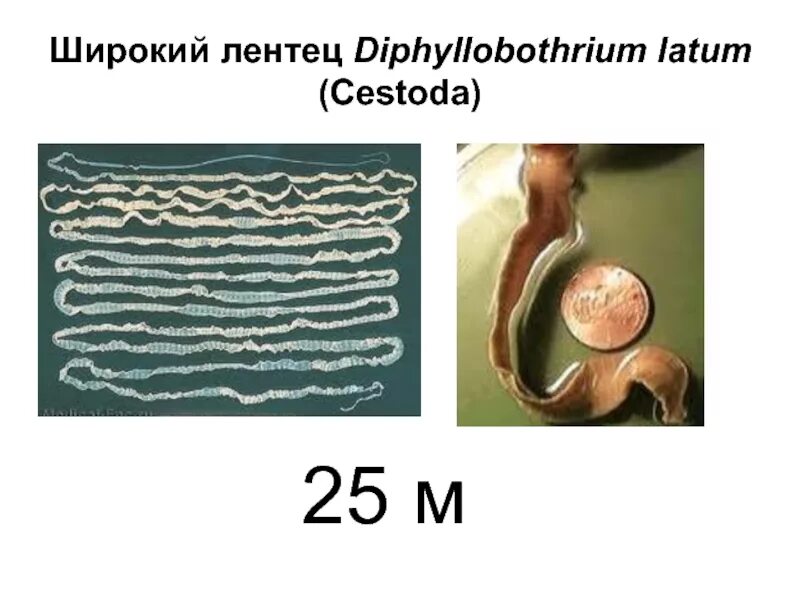 Червь широкий лентец. Ленточные черви широкий лентец. Ленточный червь лентец. Широкий лентец (Diphyllobothrium latum).