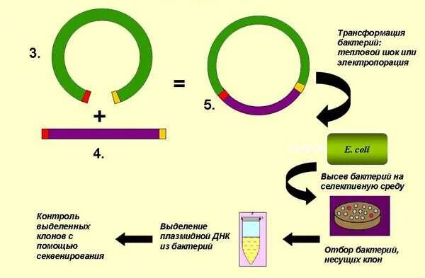 Очистка плазмид. Общая схема молекулярного клонирования. Плазмида схема бактерии. Схема клонирования рекомбинантной ДНК. Рестрикция ДНК схема.