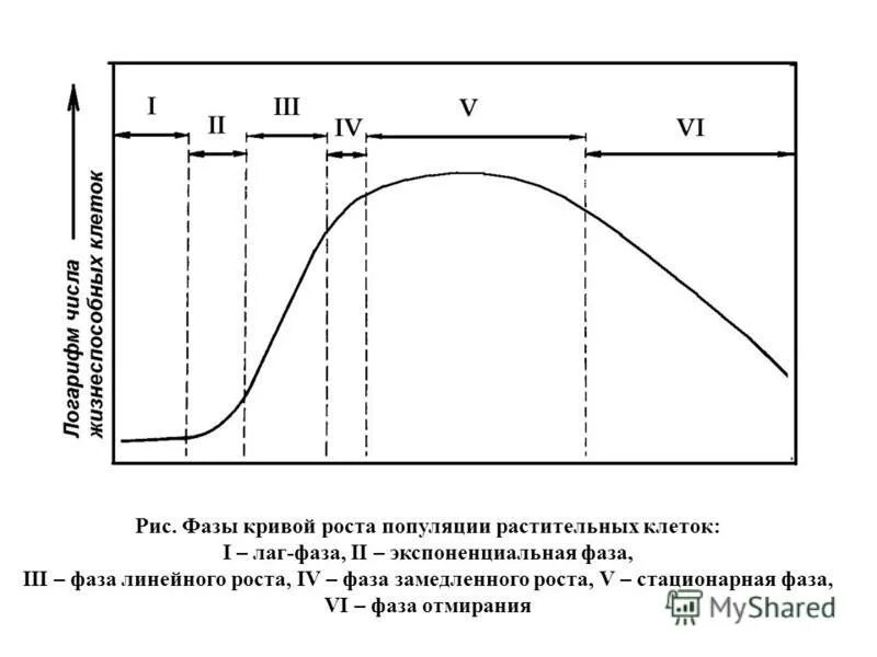 Фазы роста бактерий. Фазы роста популяции микроорганизмов. Фазы роста популяции. Фазы развития микробной популяции. Динамика развития бактериальной популяции.