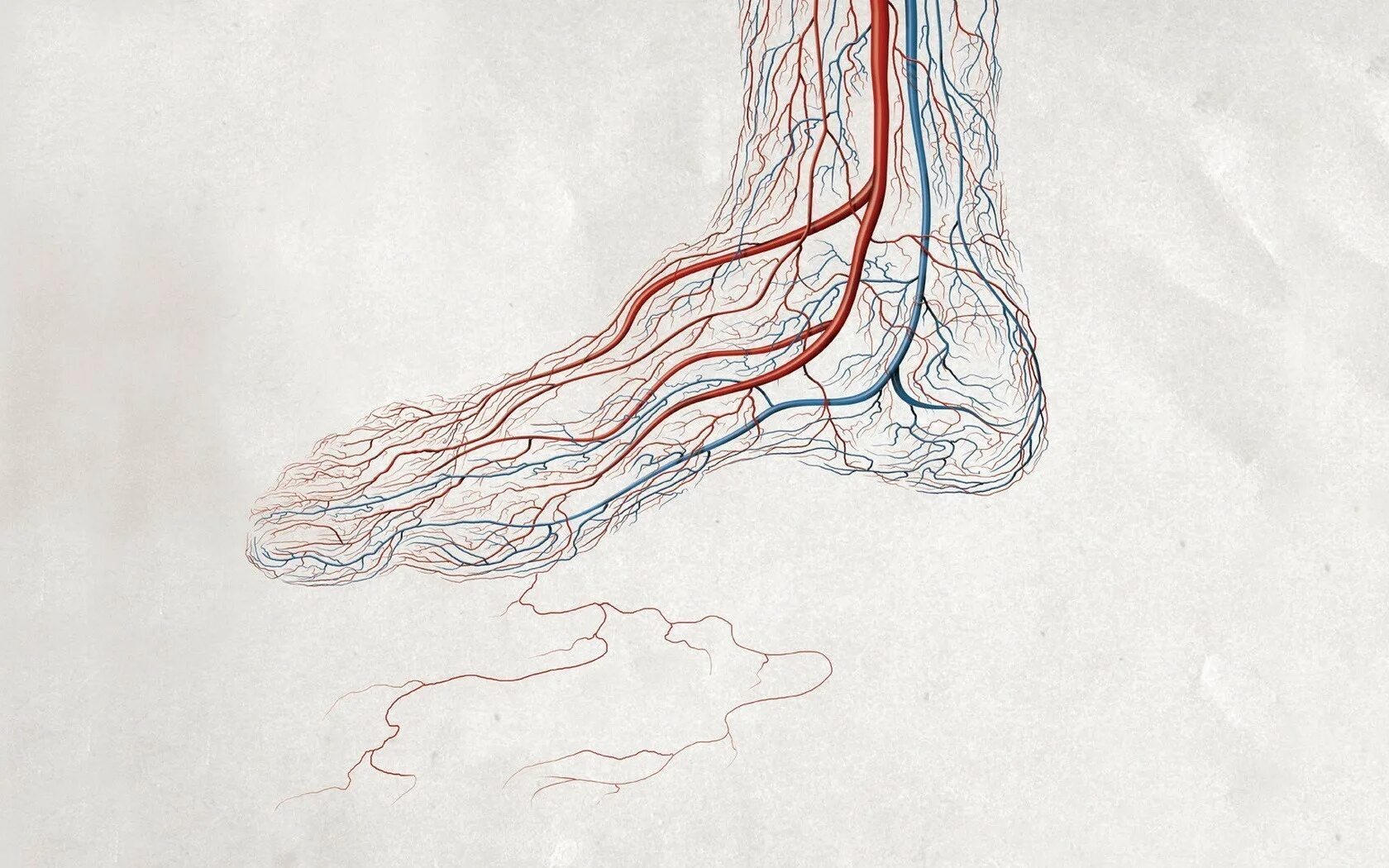 Кровеносная система вены. Кровеносная система стопы человека. Вена кровеносный сосуд. Аккуратные сосуды