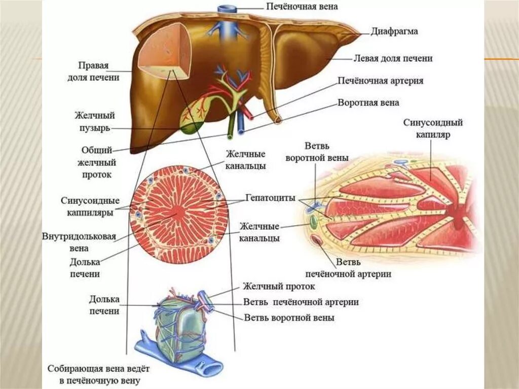 Какой секрет образуется в печени. Строение печени человека анатомия. Внутреннее строение печени анатомия. Наружное строение печени анатомия. Структура печени внутри.