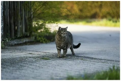 Почему кошка на улице