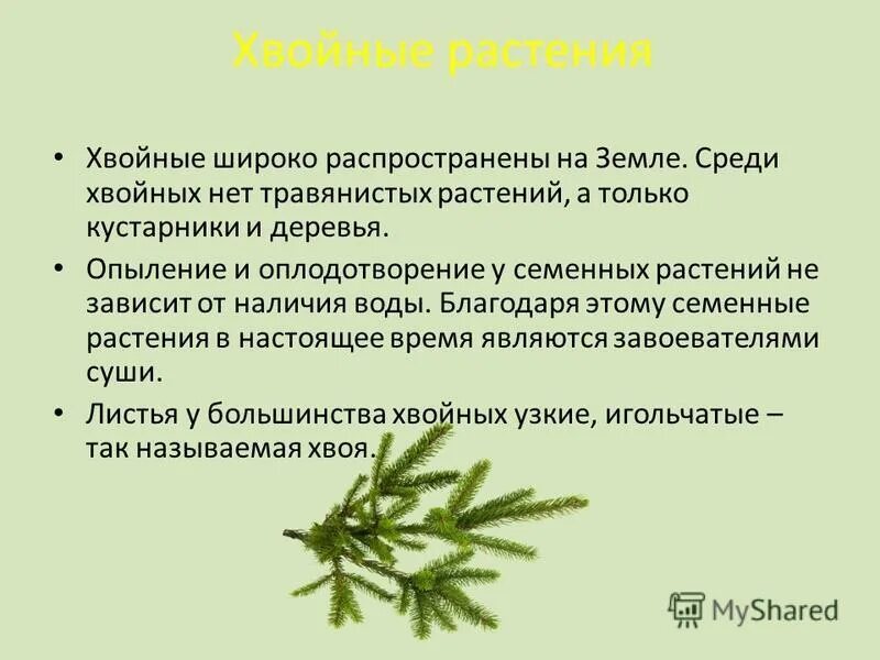 Индекс хвойный. Оплодотворение хвойных растений. Опыление хвойных. Менеджер хвойных растений. Хвойные растения для чего полезны.