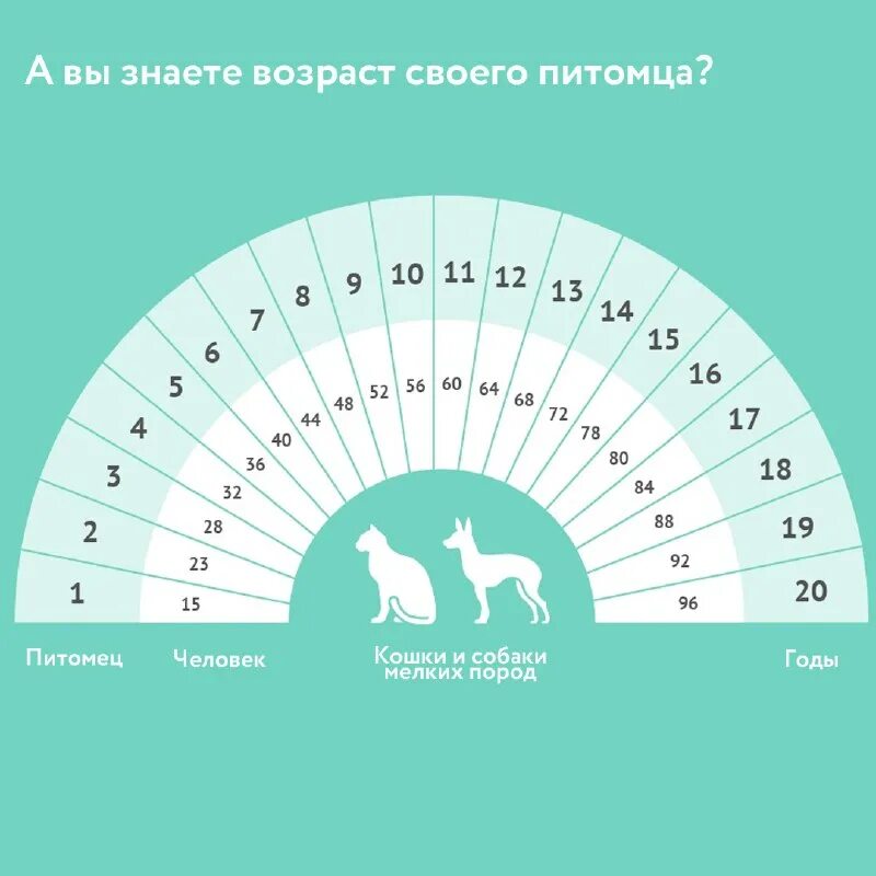 Сколько лет вашей программе. Сколько лет вашей программе. Кошке 6 лет сколько по человеческим меркам. Годы жизни котов. Кошачий возраст по человеческим меркам.
