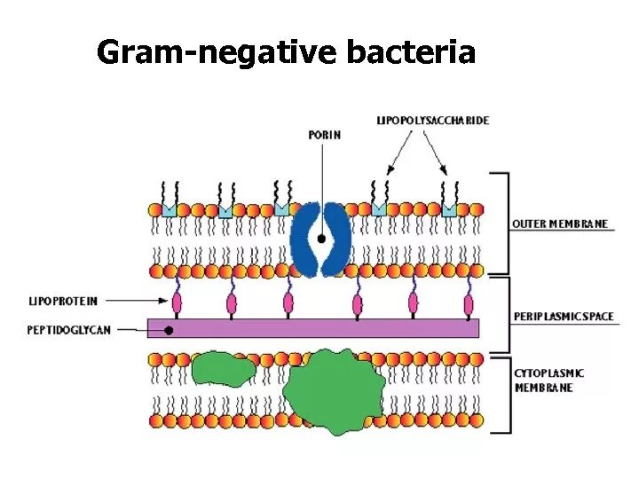 Клеточная стенка грамположительных и грамотрицательных бактерий. Пептидогликан клеточной стенки бактерий. Пептидогликан грамотрицательных бактерий схема. Грамположительные бактерии пептидогликан.
