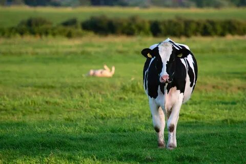 Sheep cow