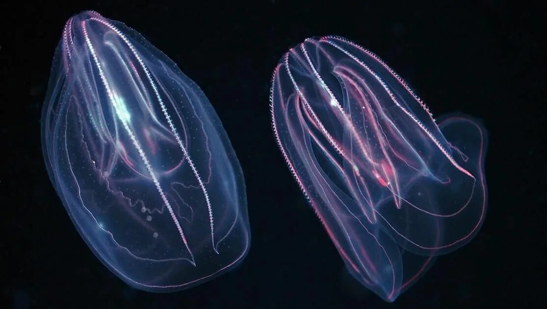 Comb jellies. Медуза Гребневик. Гребневики Кишечнополостные. Мнемиопсис медуза. Гребневик Берое в черном море.