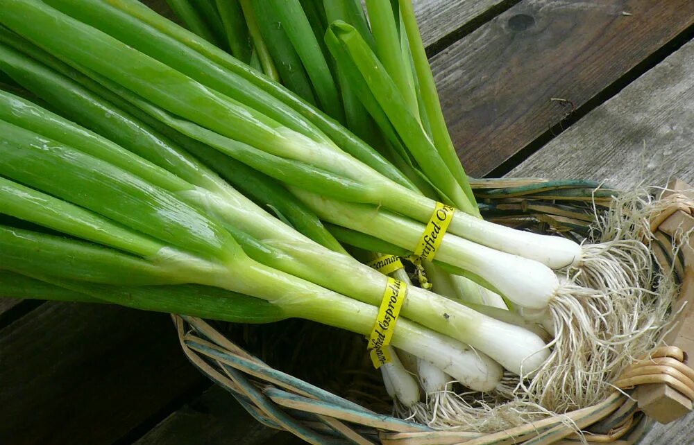 Зеленый лук геншин. Покажи зеленый лук. Покажи зеленый лук. Орук зеленый. Лук батун сережа f1.