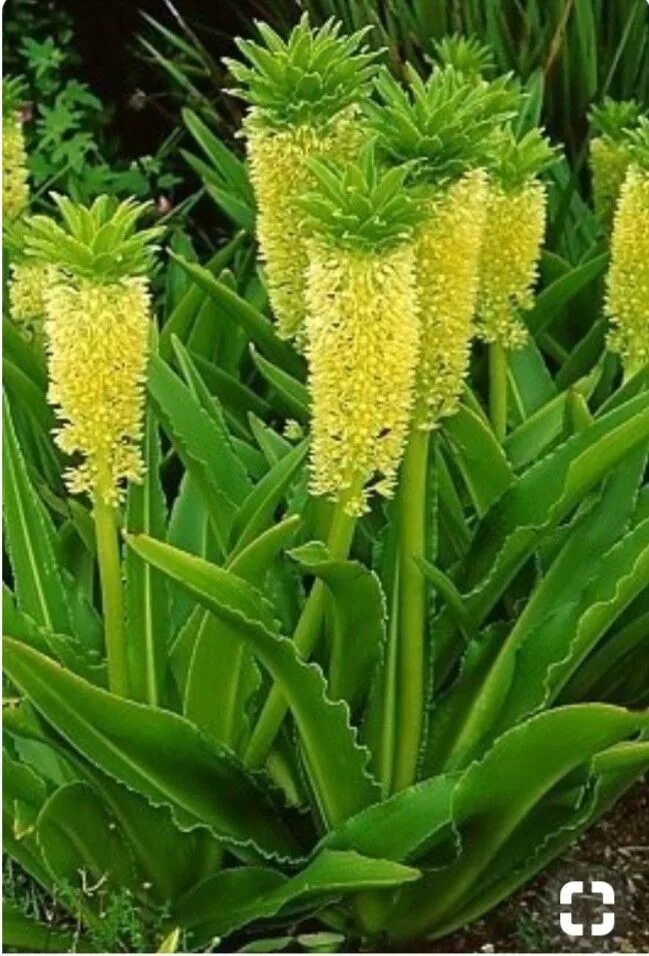 Pineapple lily eukomis (photo) planting and care at home A site about a garden
