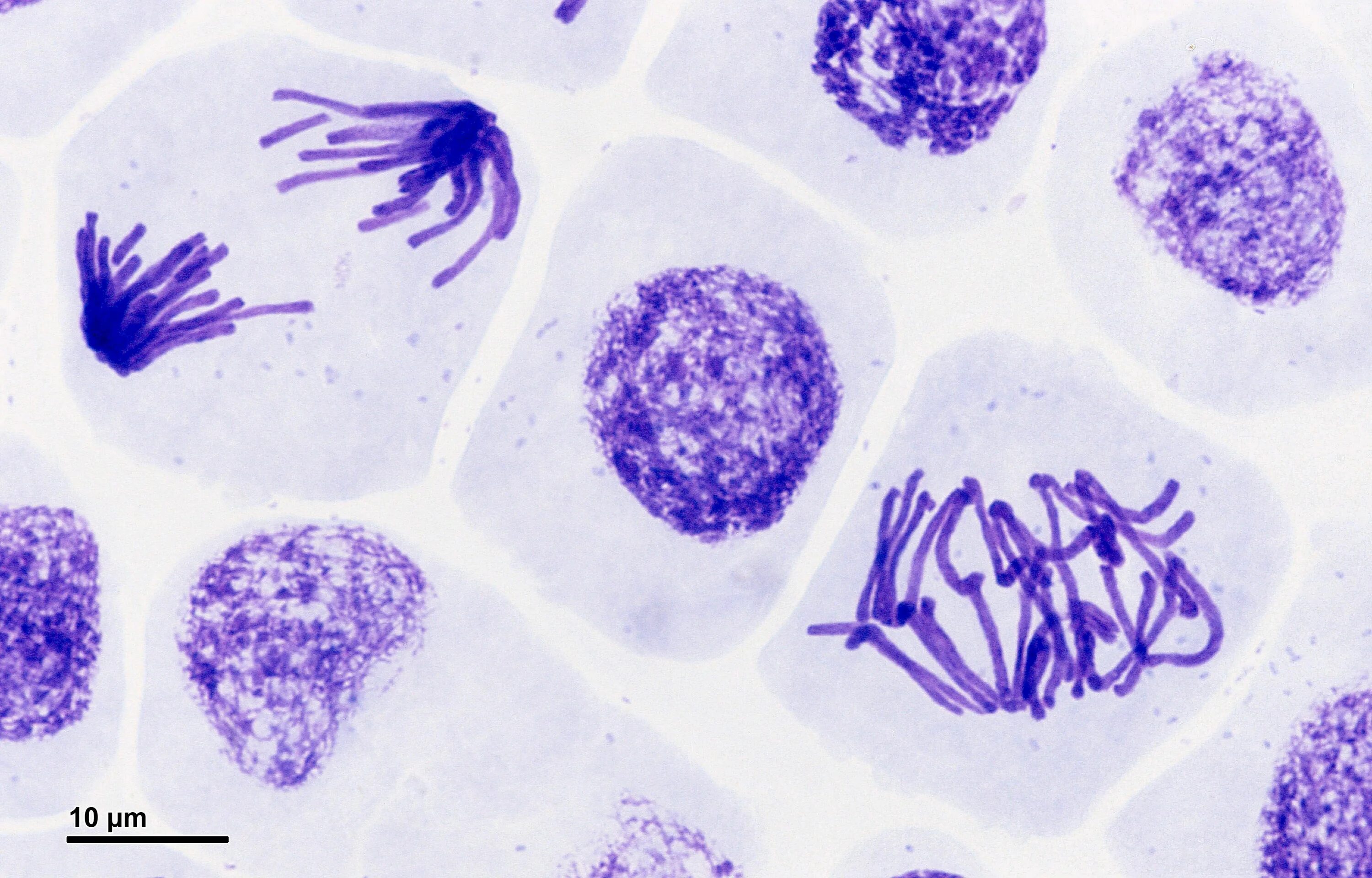 Billedresultat for mitosis phases lightmicroscopy Mitosis, Biología celular, Cic