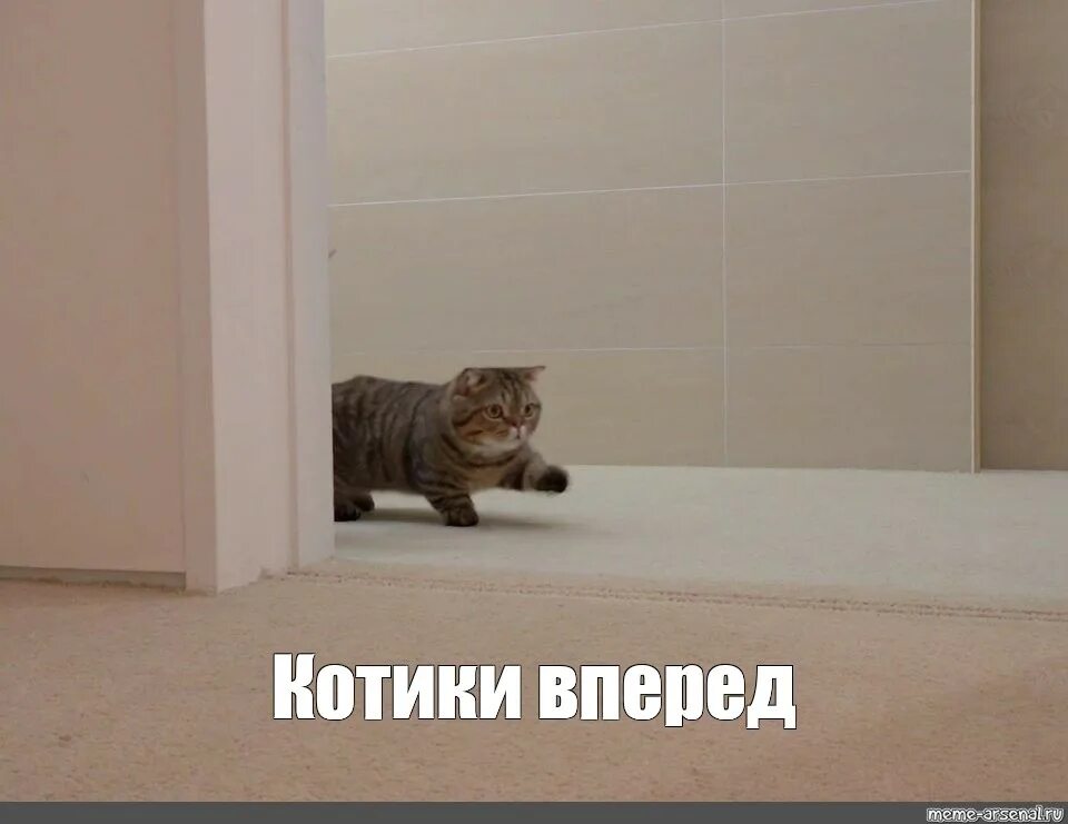 Кот Мем. Мемы с котиками. Кот вперед. Мемы с котятами.
