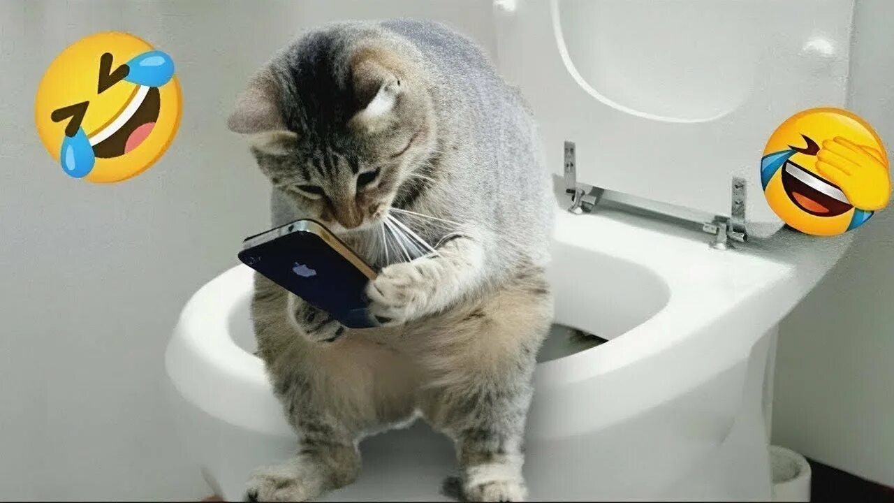 Кот в унитазе видео. Кот на унитазе. кот на унитазе с телефоном. кот сидит на унитазе.
