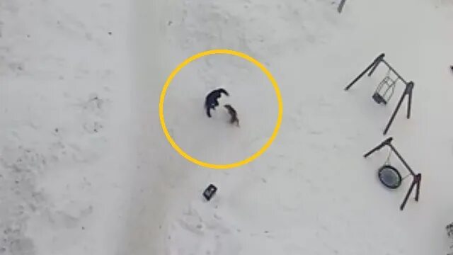 Насилие бездомных девочек. Собака убила своего хозяина. В оренбурге стая бездомных собак напала на ребенка. Нападение собак на людей в хабаровске. Бродячие собаки нападают.