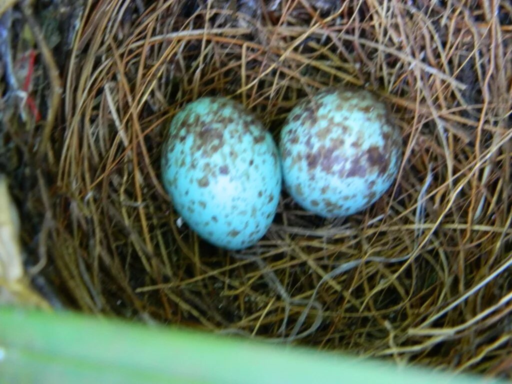 Яйца скворцов фото. Яйца скворца в гнезде. Скворец высиживает яйца. Яйца Скворцов. Яйца скворца цвет.
