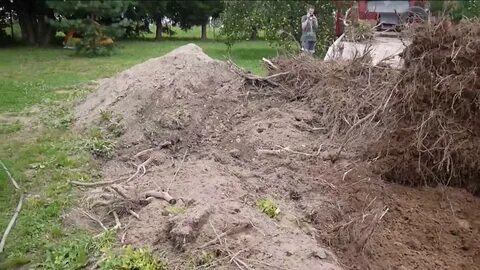 Кто выкорчевывает бузину