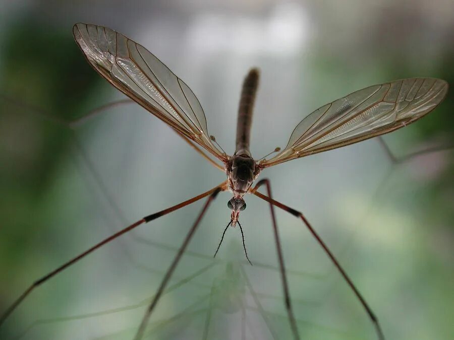 Как называется большой комар. Малярийный комар долгоножка. Комар гигант - долгоножка. Долгоножка кольчатая. Муха долгоножка.