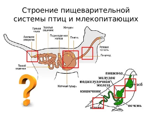 Последовательность процессов пищеварения у млекопитающих. Пищеварительная система птиц 7 класс биология. Структура пищеварительной системы млекопитающих. Строение пищеварительной системы млекопитающих таблица. Пищеварительная система млекопитающих схема цепочка.