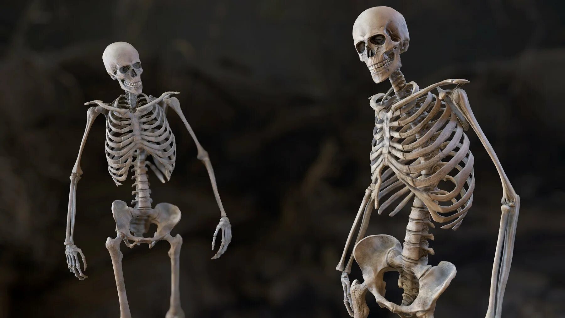 Скелет. Человеческий скелет. Скиллет. Человеческие кости.