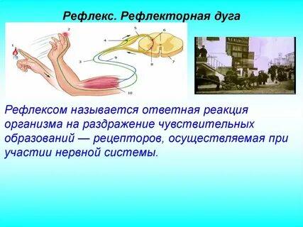 3 рефлекса человека