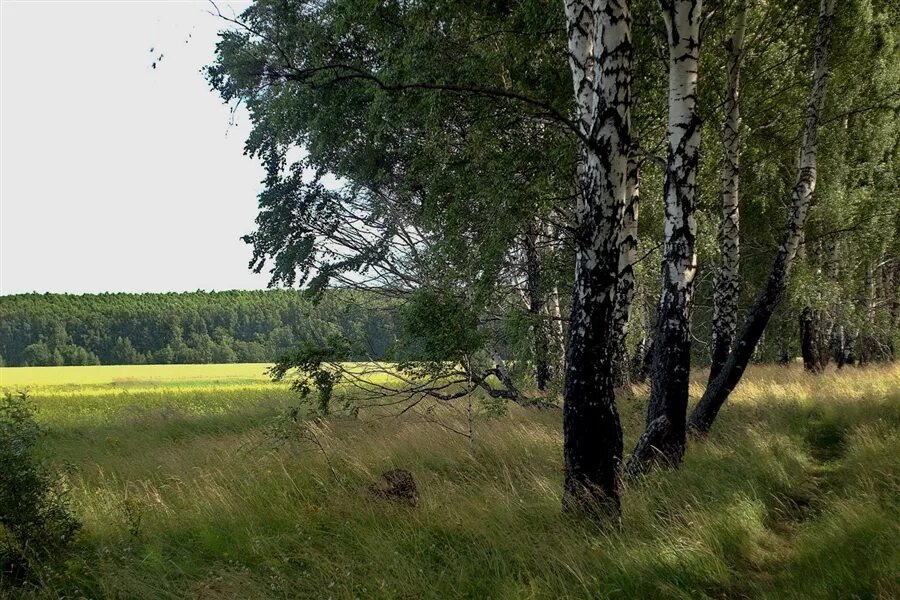 Пейзаж средней полосы. Пейзажи средней полосы России. Леса средней полосы. Красивая природа средней полосы. Природа средней полосы россии текст