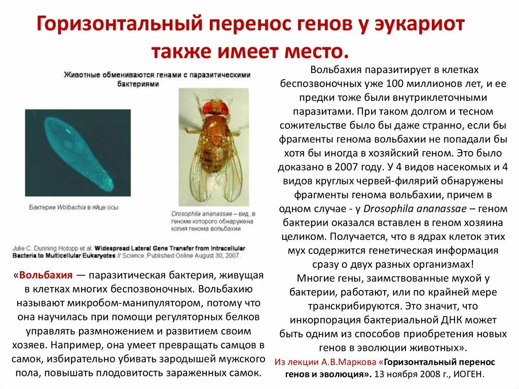 Таблица сравнения нормальных и мутантных форм дрозофил. Вольбахия бактерия. Горизонтальный перенос генов. Вольбахия бактерия паразит у человека. Геном дрозофилы.