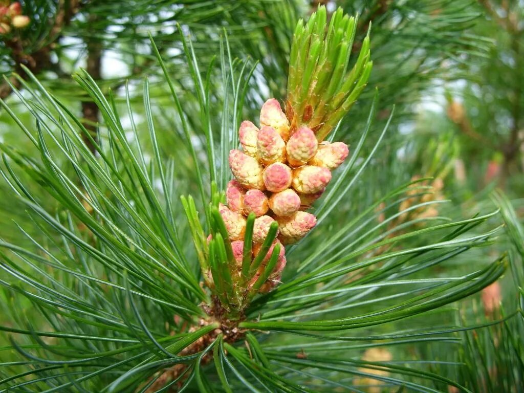 Pinus pumila 'Nana'. Сосновые (семейство). Сосновые (семейство) сосновые. Сосновые (порядок). Сосновые порядок хвойные