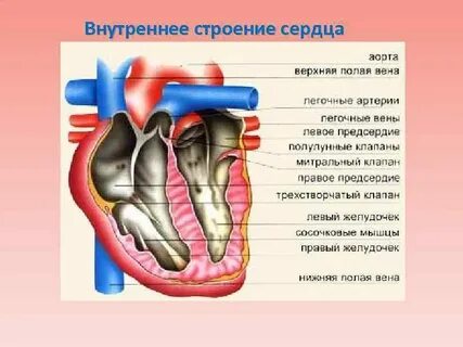 Сердце реферат