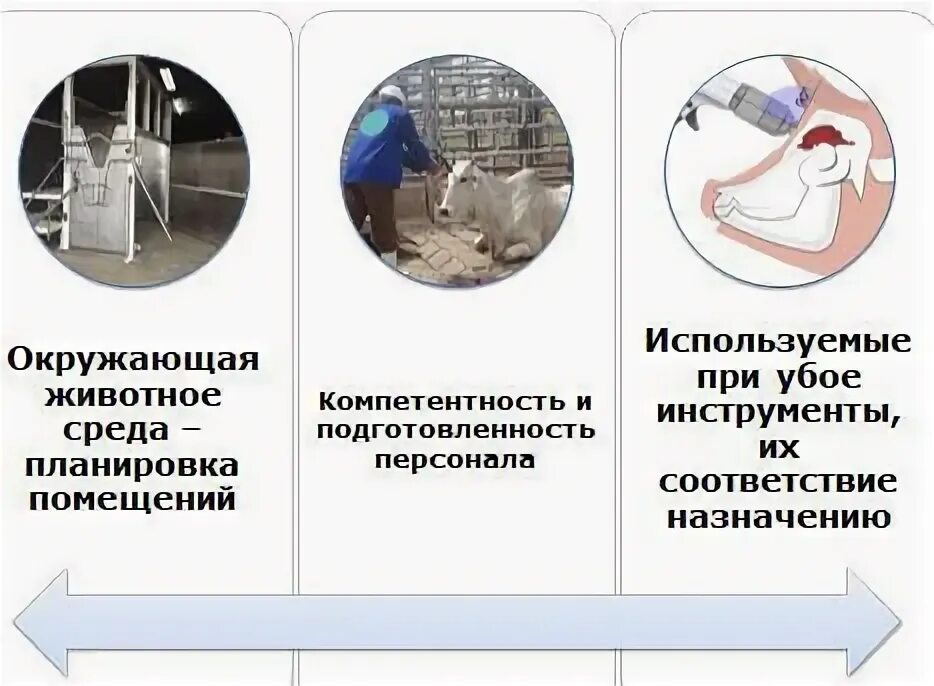 Ветеринарно-санитарный осмотр. 269 правила убоя животных. Новые ветеринарные правила. Ветеринарно санитарная экспертиза плакаты. Журнал всэ мяса и мясопродуктов.