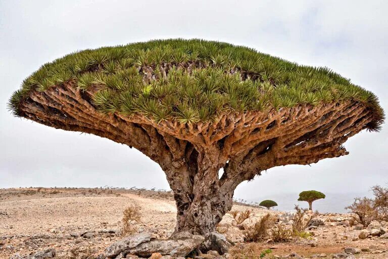 Dracaena cinnabari. Драконовое дерево сокотра. Драконовое дерево сокотра. Драконовое дерево на тенерифе. Остров сокотра дерево дракона.