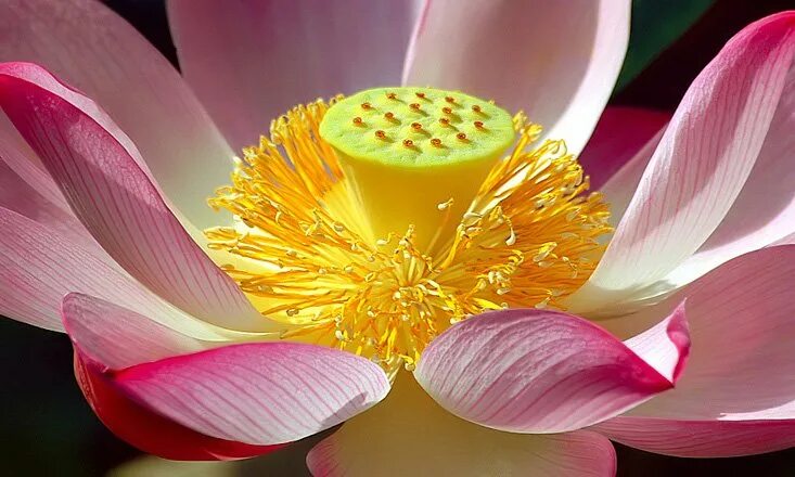 Невероятные цветы. Пион Будда Лотус сит. Необычные цветы. Редкие цветы. Необычные красивые растения.
