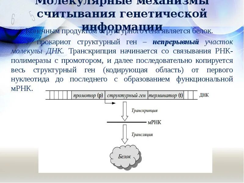 Носителем наследственной информации является ген. Носителем наследственной информации является ген