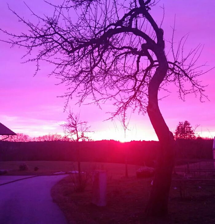 Сиреневый закат. Красивый дом с фиолетовым закатом. Фиолетовый закат роща. Фиолетовый закат с деревьями.