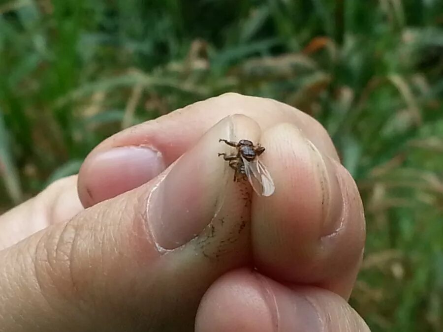 Лосина муха. Лосина муха. Кровососка лосиная муха. Оленья кровососка укус. Оленья кровососка (лосиная муха).