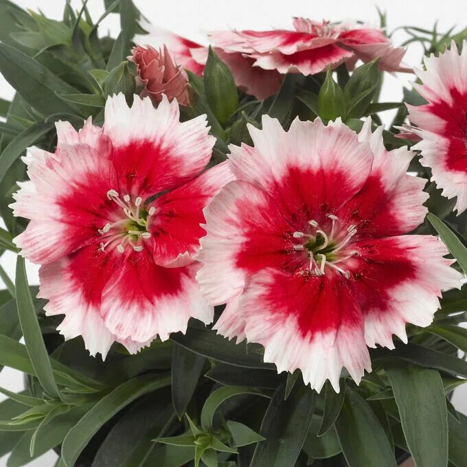 Dianthus chinensis гвоздика китайская. Гвоздика китайская микс