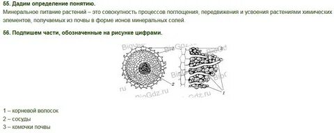 Каково значение корневых волосков в жизни растения