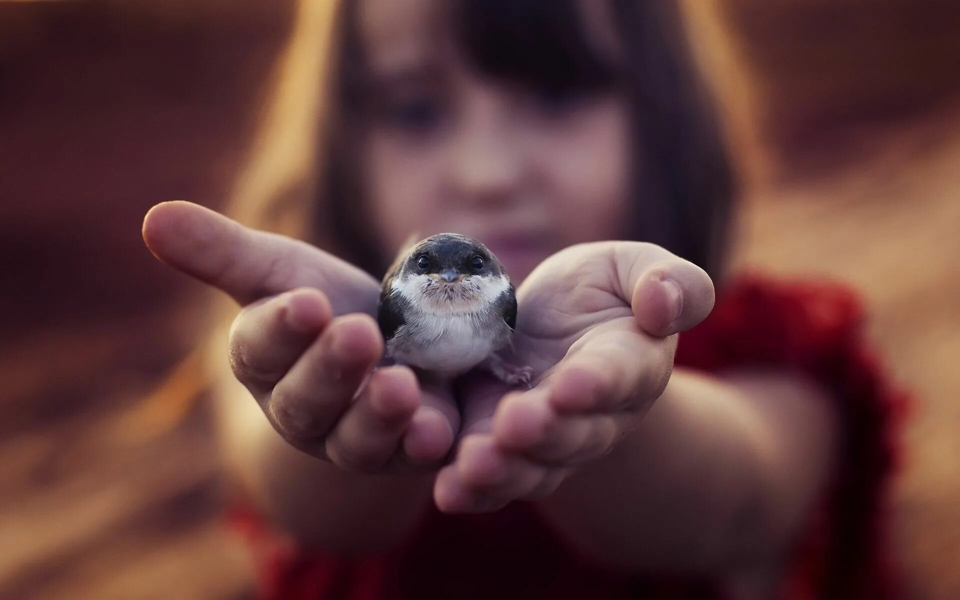 Птичка на руке. Птица на ладони. Птенец в руках. Птичка на ладошке. Birds catch