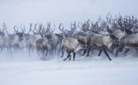 Северный олень волк