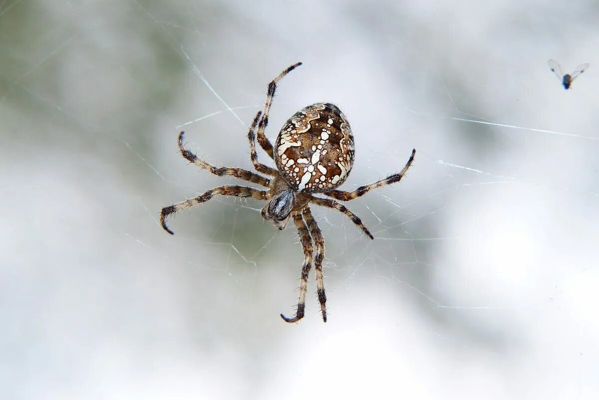 Araneus diadematus - крестовик. Паук araneus trifolium. Обыкновенный крестовик - araneus diadematus. Крестовик сибирский. Крестовик обыкновенный паук.