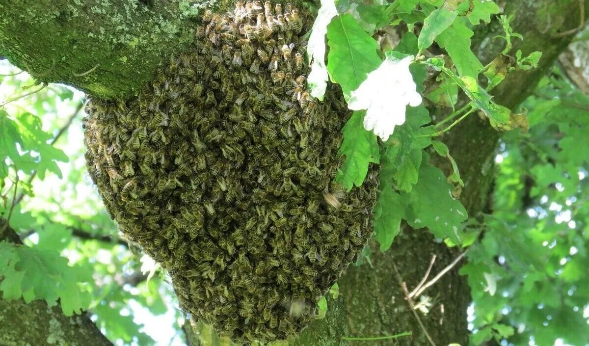 Хвойным пчел. Пчелиный Рой. Рой улей. Улей Bee Swarm. Рой пчел фото.