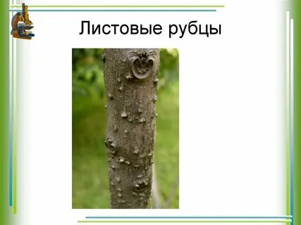 Рубец листа