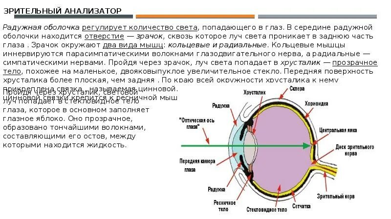 Схема зрительного анализатора сбоку. Каково строение оптического аппарата зрительного анализатора. Глазной анализатор. Зрительный анализатор строение и функции глаза.