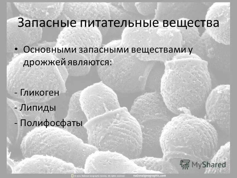 Запасные вещества клетки. Является запасным питательным веществом животных. Запасные питательные вещества бактериальной клетки. Является запасным питательным веществом животных. Упрьсвп живой пеирод ыпроккриоты.