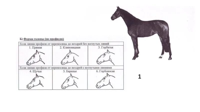 Длинная прямая шея у лошади. Клиновидная форма головы у лошади. Форма головы лошади по профилю. Строение головы лошади. Голова лошади в профиль.
