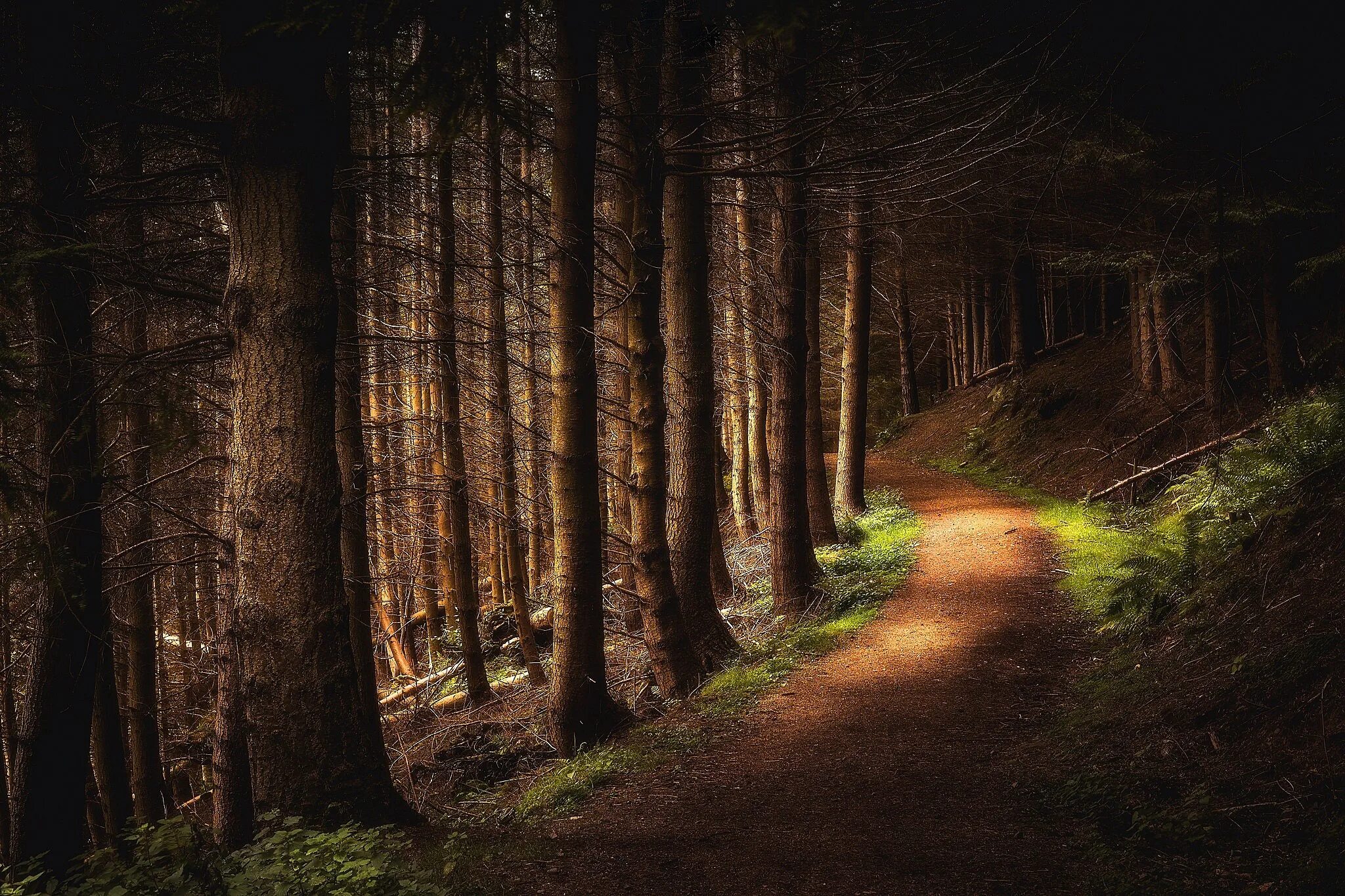 озеро в лесу. тихий красивый лес. природа лес. тихий красивый лес. дубовая роща в тарханах.