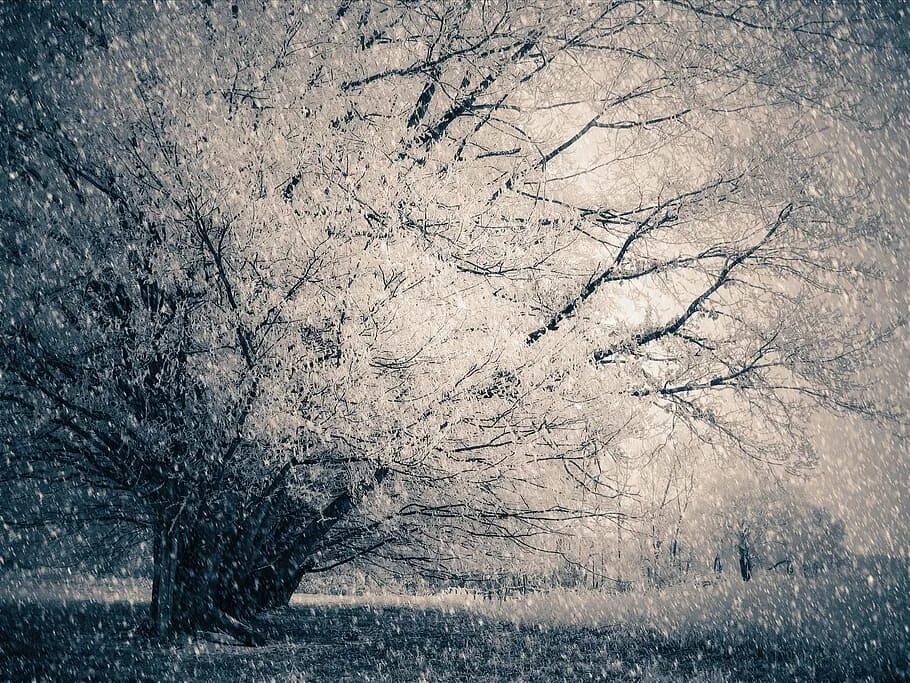 Печальный зимний пейзаж. Зима снегопад. Деревья в снегу живопись. Снежное дерево текстура.